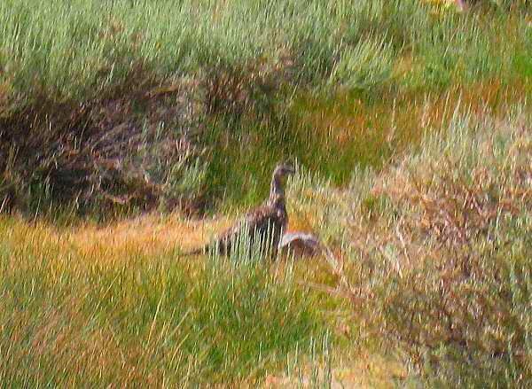 Grouse