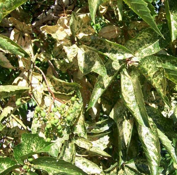 Virginia Creeper Leaf Damage