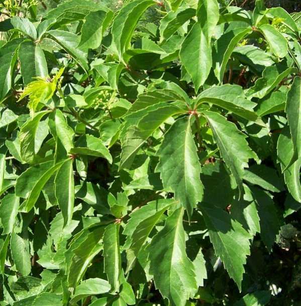 Healthy Virginia Creeper Leaves