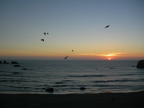 Gulls at Sunset