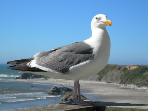 Regal Gull