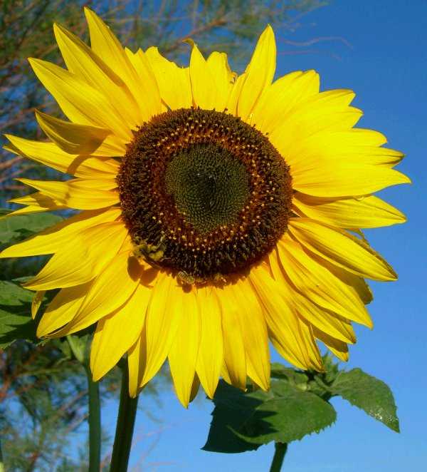 Sunflower