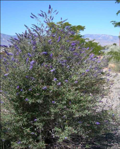 Black Knight Butterfly Bush