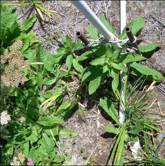 Swiss Chard