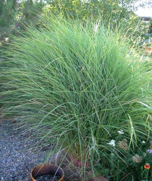 Fountain Grass