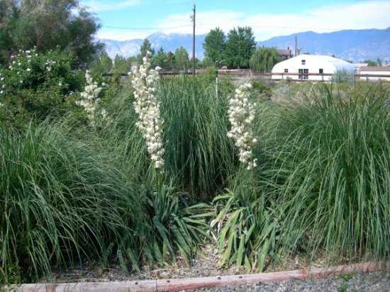Grasses and Yucca