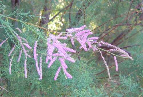 Pink Flower