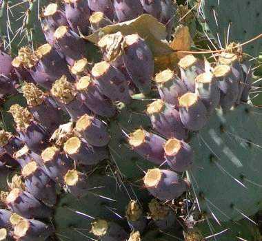 Cactus Fruit