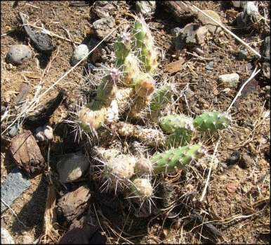 New Opuntia