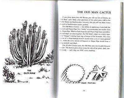 Old Man Cactus