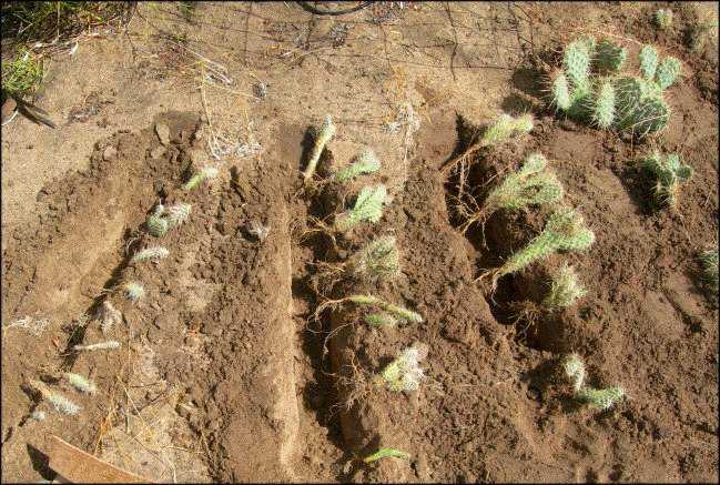 Transplanting