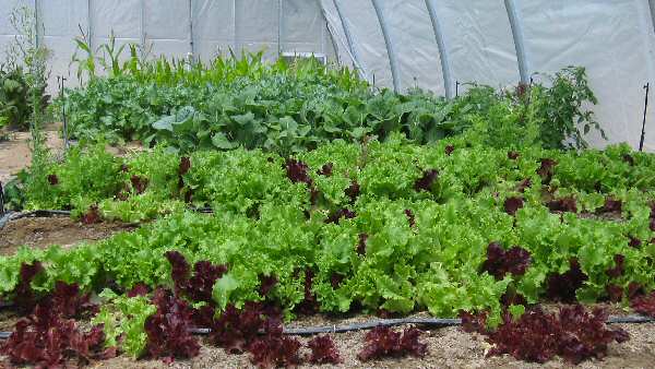 Inside the Hoop House