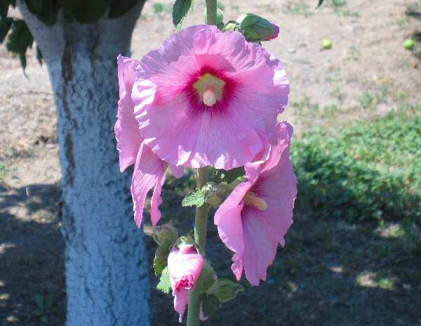 Hollyhock