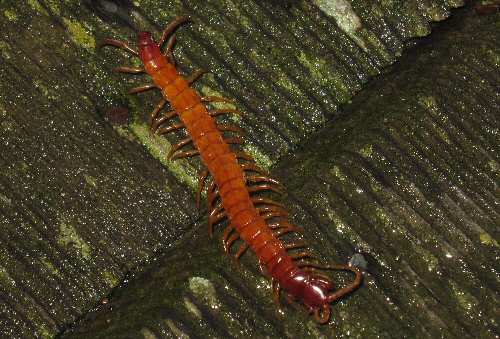 Centipede