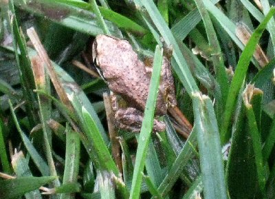 Pacific Tree Frog?