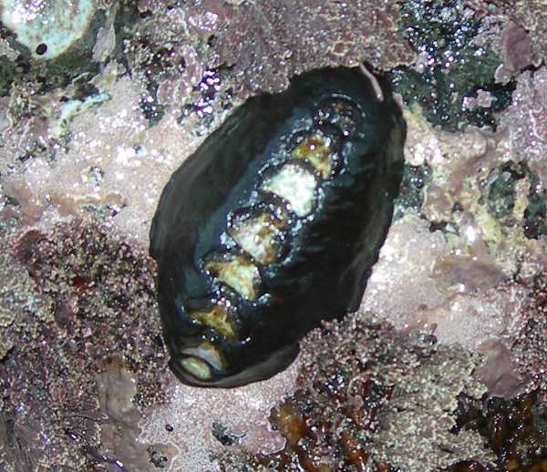 Chiton