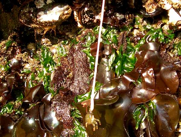 Worm Eating Crab