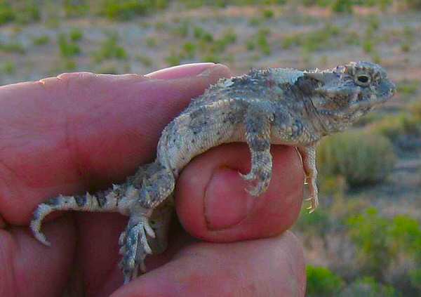 Horned Lizard