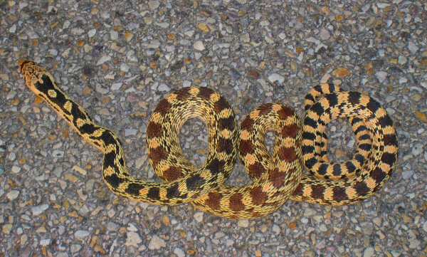 Gopher Snake