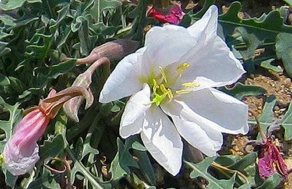 Baker Flora