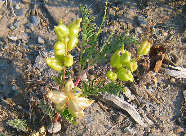 Local Flora