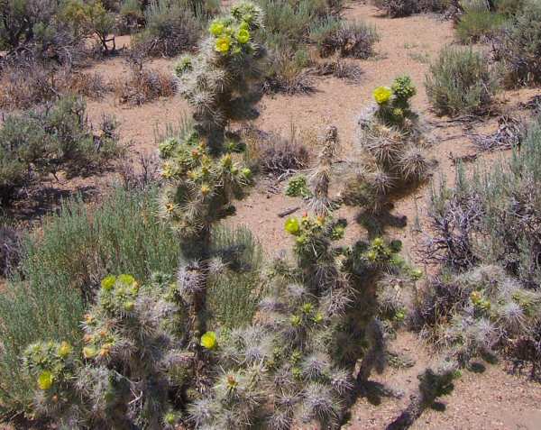 Cacti