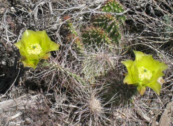 Cacti