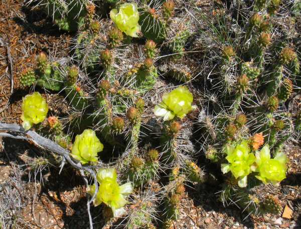 Cacti