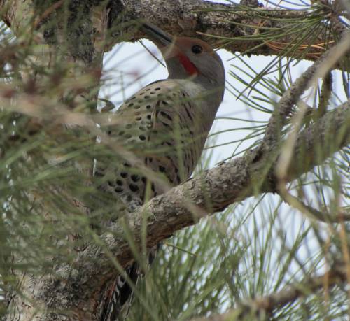 Red Shafted Flicker