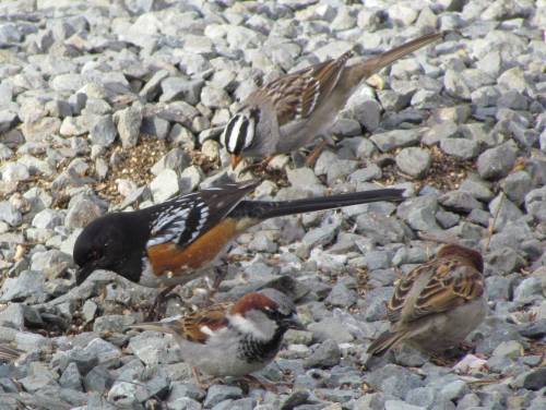Towhee + Sparrows
