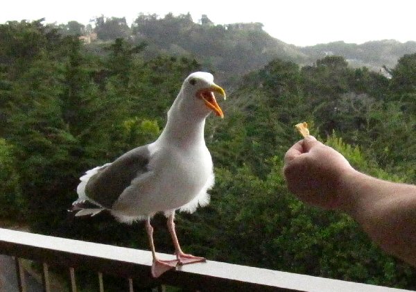 Feeding Gull
