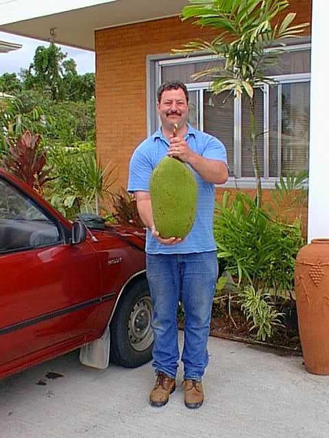 Jack Fruit