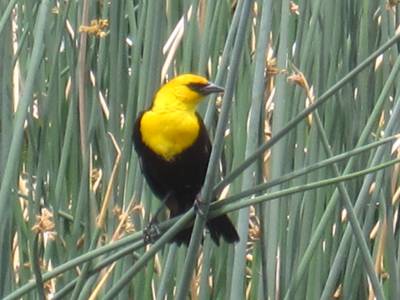 Yellow Headed Black Bird Male