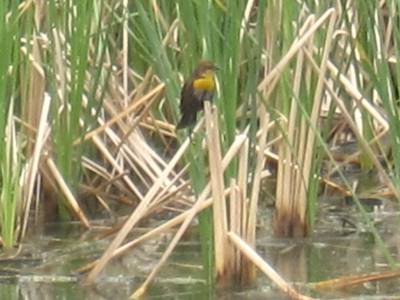 Yellow Headed Black Bird Female