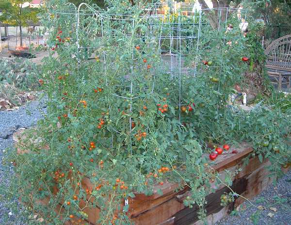 Tomato Patch