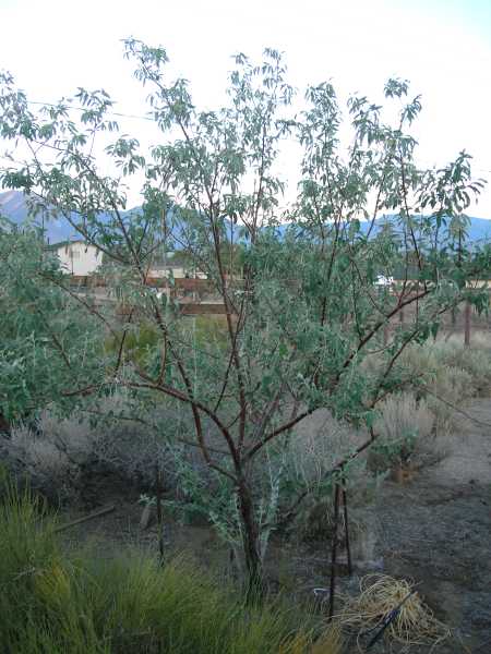 Russian Olive - South East