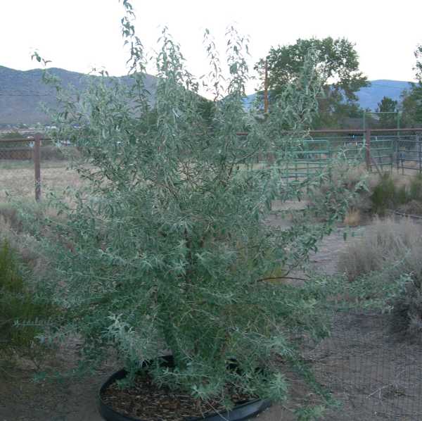 Russian Olive from Seed - 2006