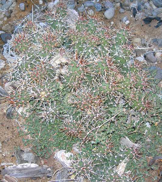 Opuntia Fragilis