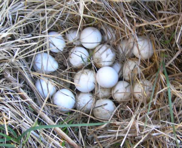 Quail Eggs