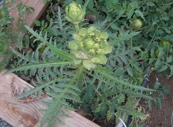 Artichoke