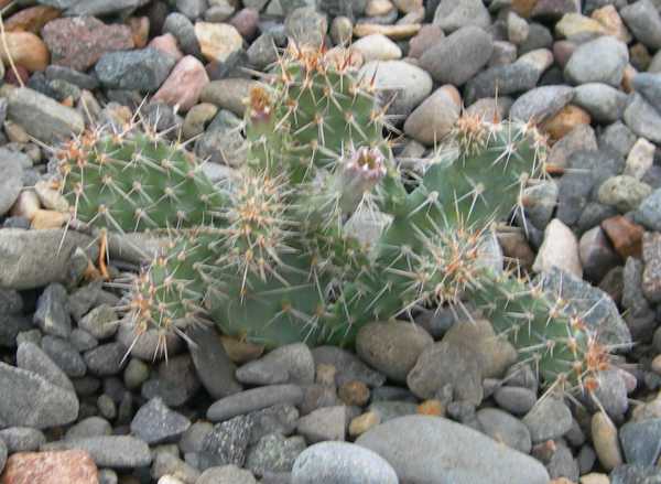 Spines