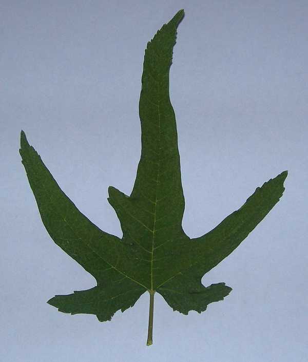 leaf