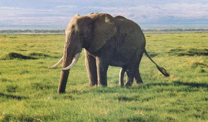 Five Legged Elephant