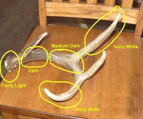 things to make with deer antlers