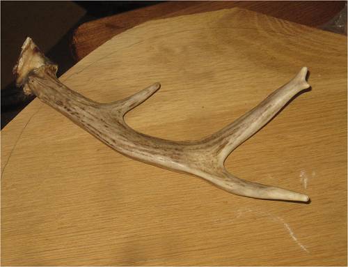 Antler