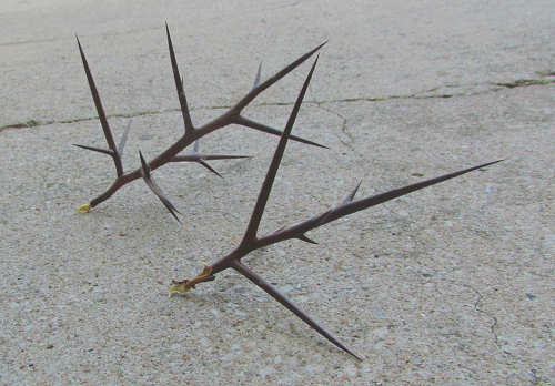 Caltrops